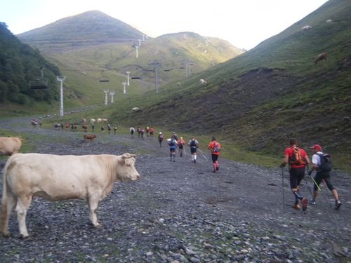 ...il y a des vaches qui regardent passer les...