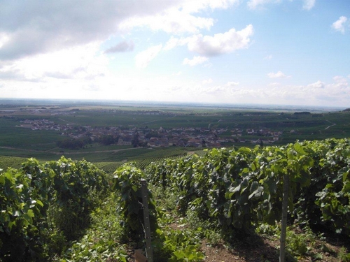  les vendanges ....dans 3 à 4 semaines 