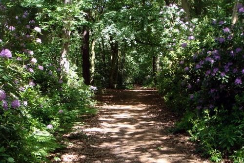 Allee-fleurie-par-les-Rhododendrons.jpg