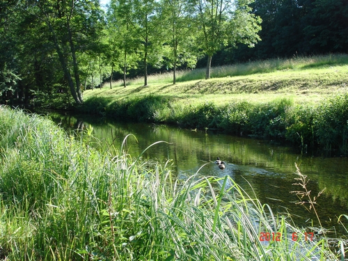 Un peu dérangé le couple de canards