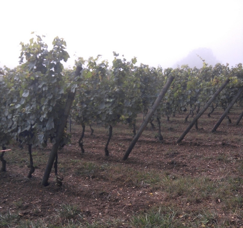 ....1ères vignes (encore un peu dans la brume)