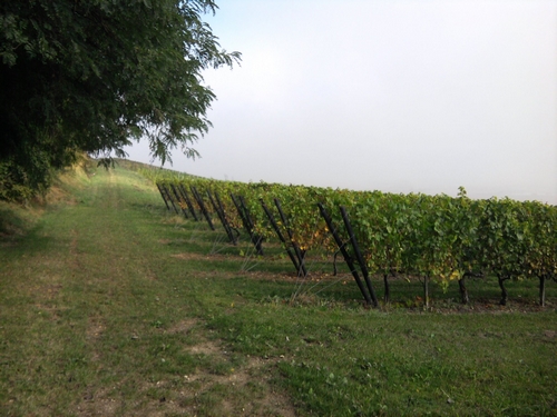 Un nouveau passage dans les vignes.....