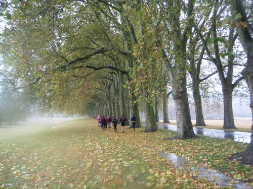 Après le ravito, belle allée de platanes