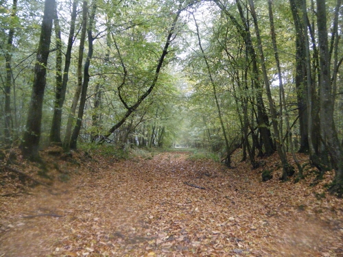 La forêt, bientôt le 20ème km