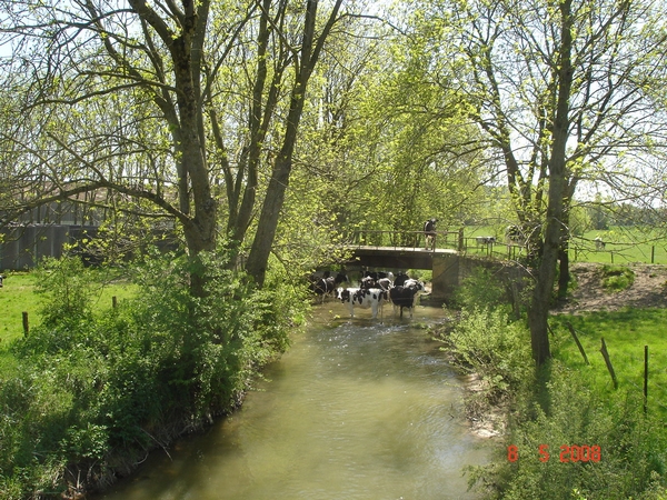 En Meuse , même les vaches avaient chaud !!