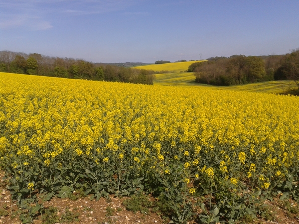 Devant, derrière, à droite et à gauche....l'Yonne, 1er département producteur de colza