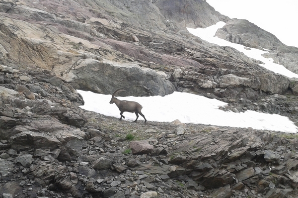 Dans les altitudes tranquilles, nous croisons bouquetins et chamois