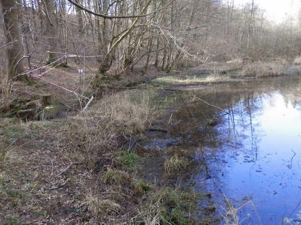Il y a encore de l'eau en forêt....