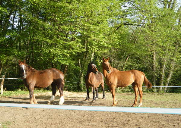 un peu d'animation pour les chevaux