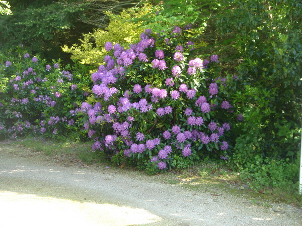 .....fleuris avec des couleurs éclatantes sous le soleil