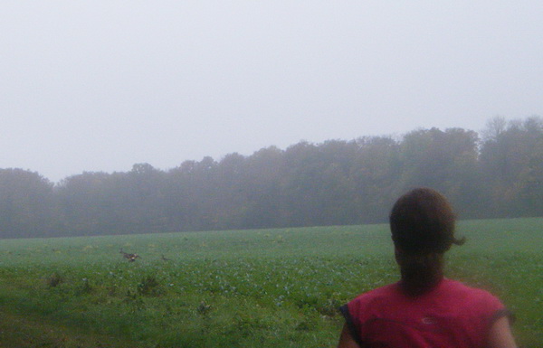 Passage de chevreuils