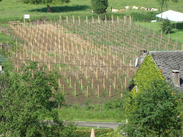 le vignoble des vignerons de Servion...dans sa totalité