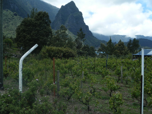 les vignes de Cilaos