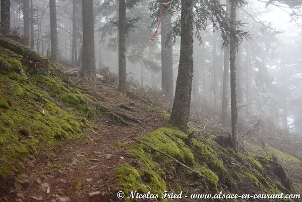 De beaux passages en forêt