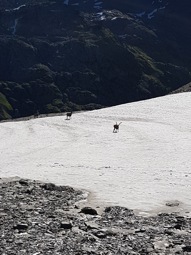 nos 1ers bouquetins, il y aura d'autres et des chamois