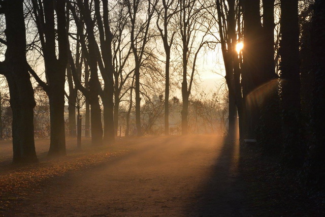 Lever du jour sur le parc de champagne