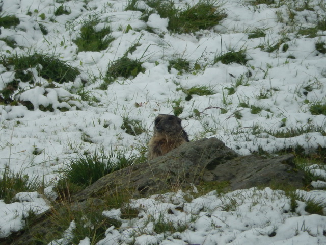 Souvent curieuses les marmottes