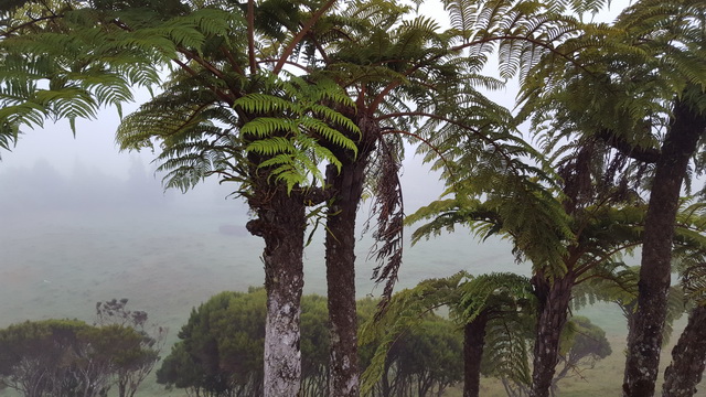 Passage sous les fougères arborescentes , endémiques de la Réunion
