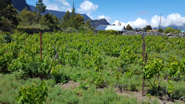 Les vignes de Cilaos.....