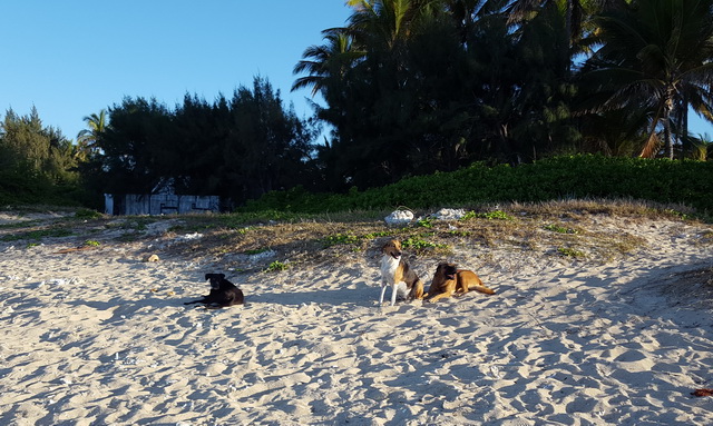 Toujours les 1ers sur les plages...