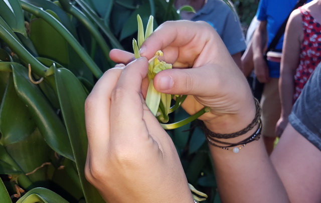 pollinisation excluivement manuelle de la vanille (pas d'abeille à la réunion)