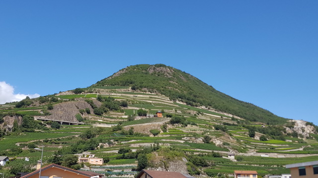 les vignes en terrasses....pas d'enjambeur...