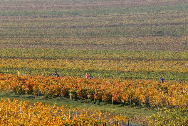 Entre Mailly et Verzenay