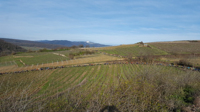 Le peloton s'étire dans les vignes