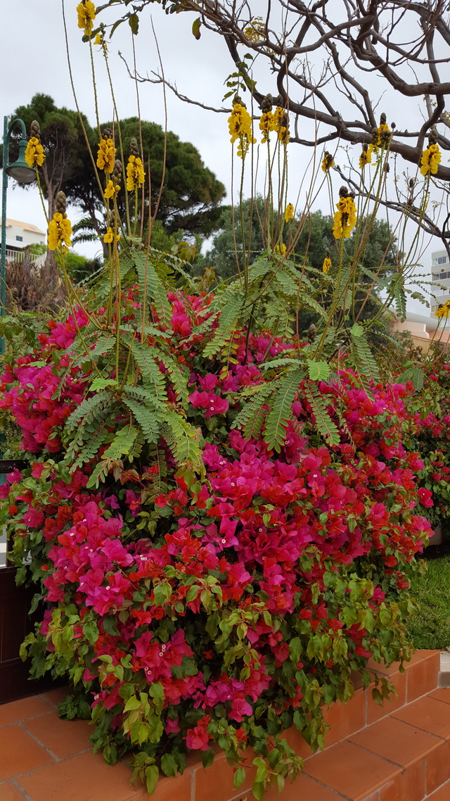 Madère, l'île aux fleurs