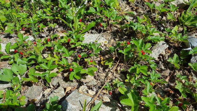 Dans la montée du KV.....des fraises partout 