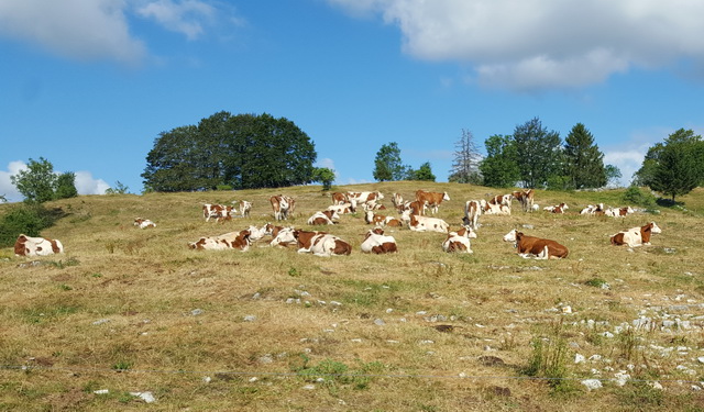 les troupeaux et animaux ne manquent pas dans le Jura....troupeaux de vaches