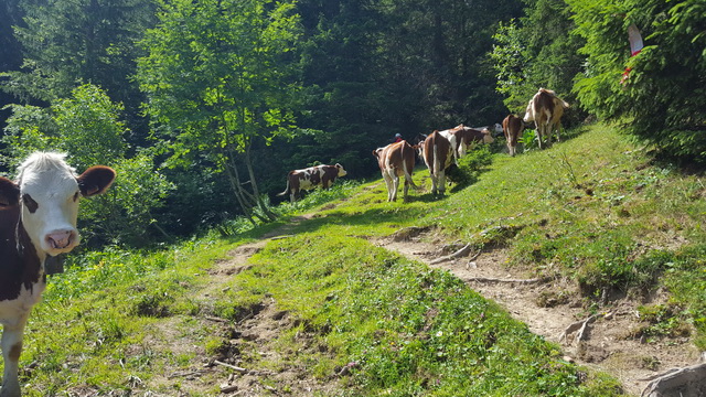 pas question de bouger du chemin, c'est leur territoire....