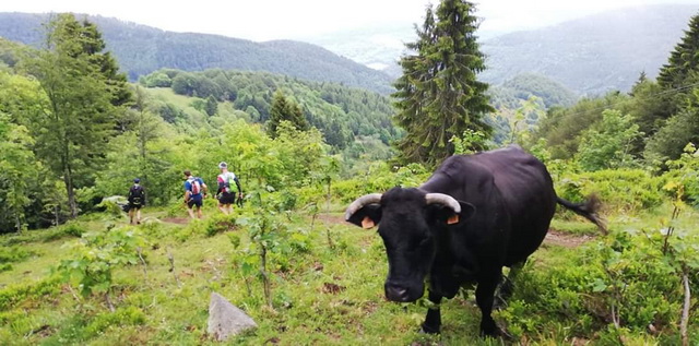 les vaches regardent passer ....le train....des coureurs